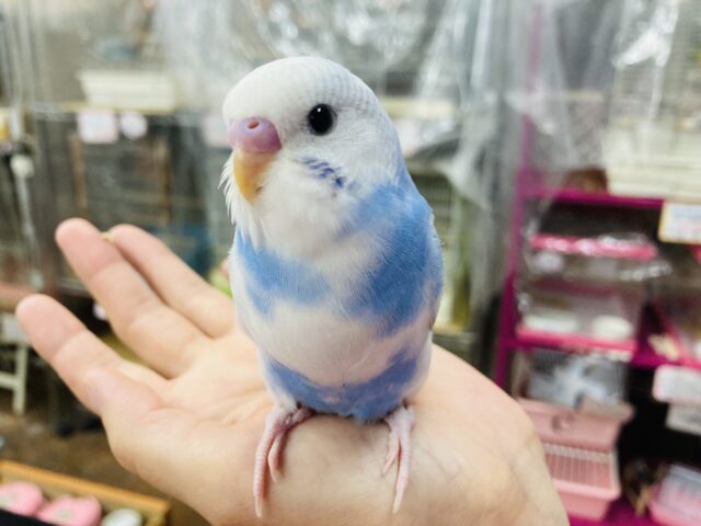 セキセイインコ