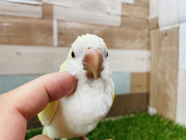 オキナインコ