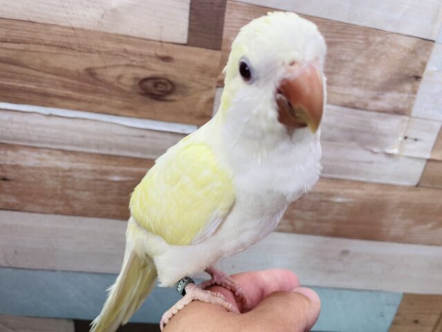 オキナインコ