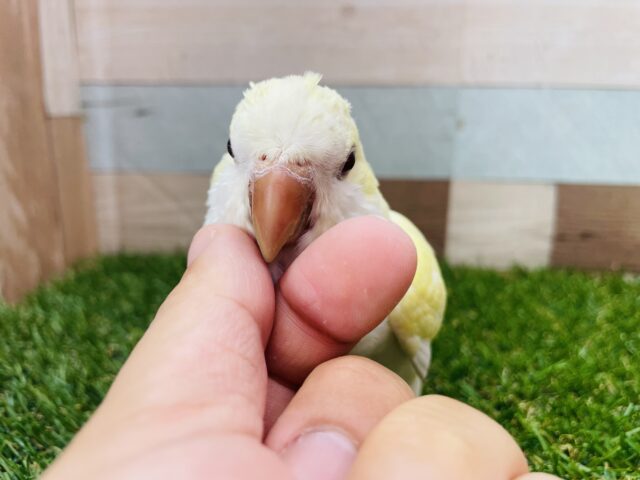 オキナインコ