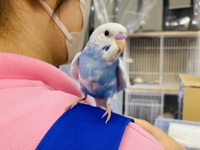 セキセイインコ