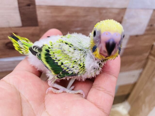 セキセイインコ