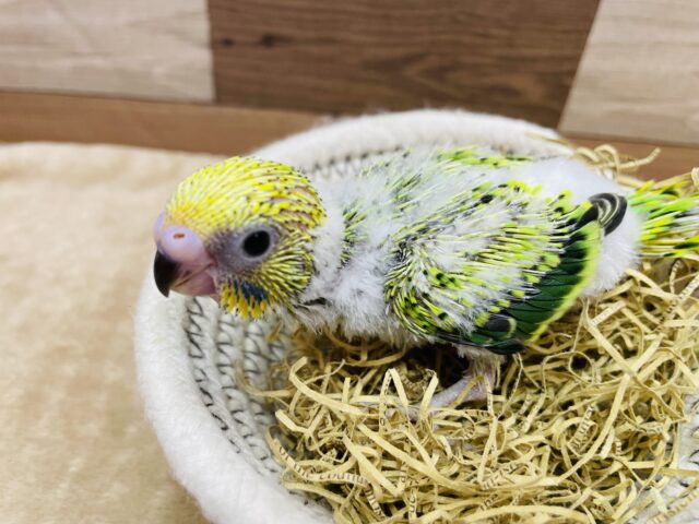 セキセイインコ