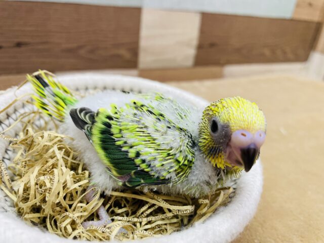 セキセイインコ