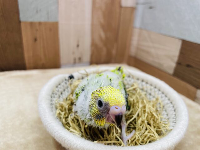 セキセイインコ