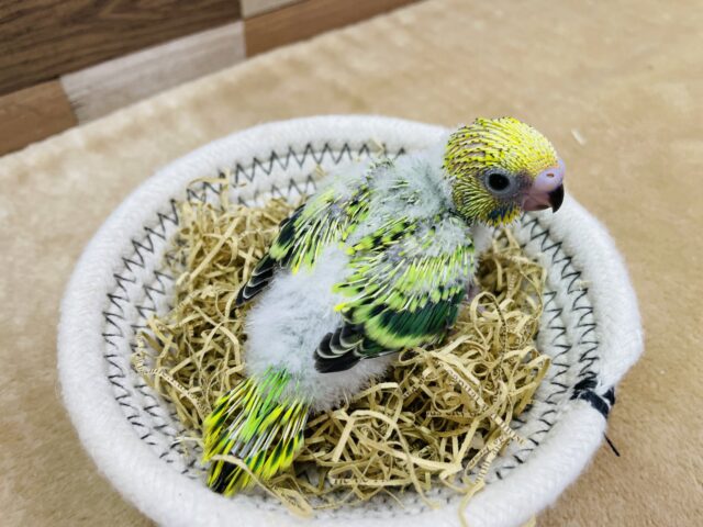 セキセイインコ