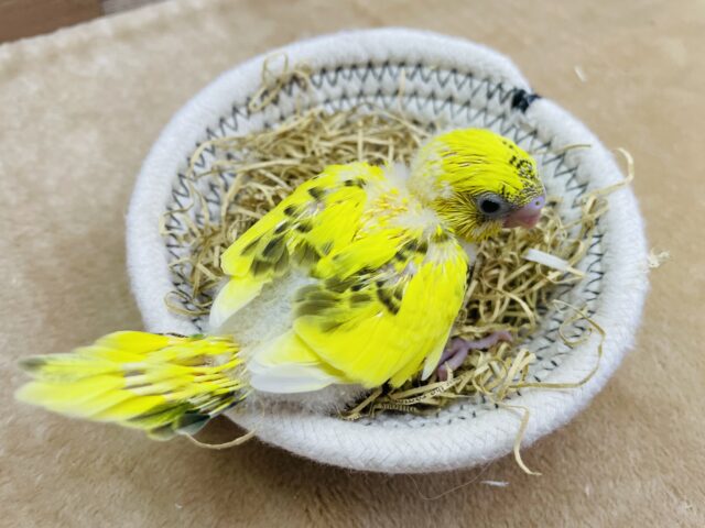 セキセイインコ