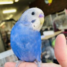 愉快で元気い~っぱい❤︎*ˊᵕˋ 手乗りセキセイインコ(バイオレットオパーリン)さん☪️