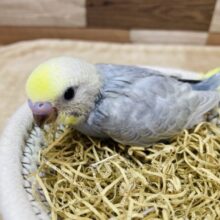 グレーの羽がおしゃれすぎますっ✨セキセイインコのイエローフェイスパステルグレーオパーリン！！