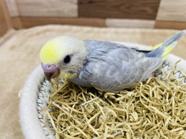 グレーの羽がおしゃれすぎますっ✨セキセイインコのイエローフェイスパステルグレーオパーリン！！