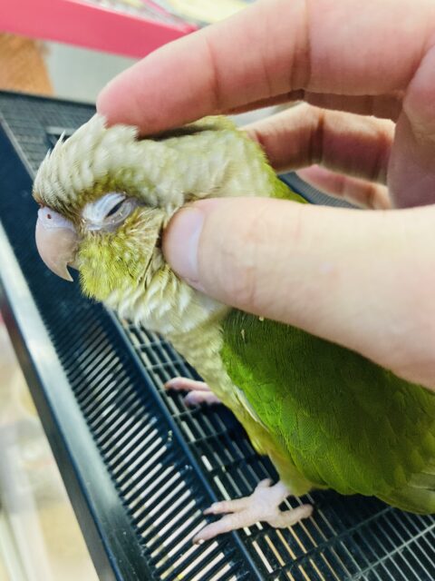 ホオミドリウロコインコ