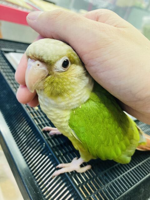 ホオミドリウロコインコ