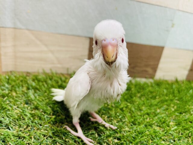 最新画像あります❣️純白でキューティー赤目の可愛い子😍セキセイインコのアルビノ！！