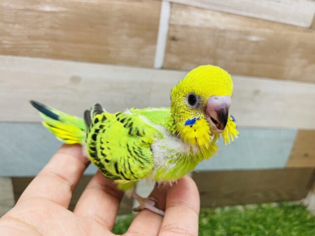 セキセイインコ