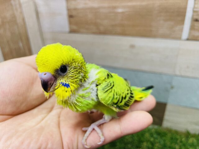 セキセイインコ