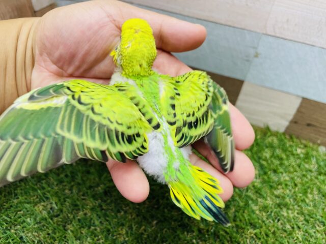 セキセイインコ