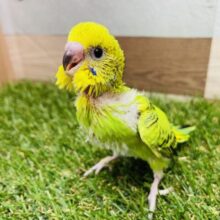 最新画像あります⭐️人気の高い綺麗なお色の可愛いヒナさん😍セキセイインコのオパーリン！！
