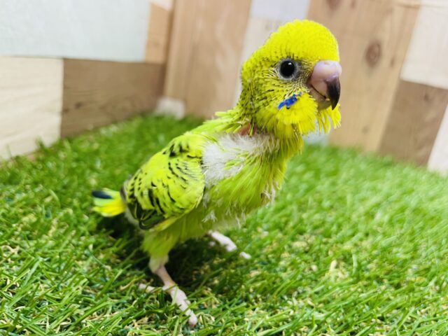 セキセイインコ