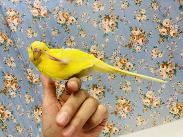 セキセイインコ