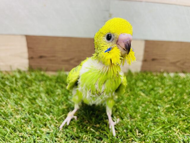 セキセイインコ