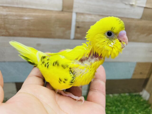 セキセイインコ