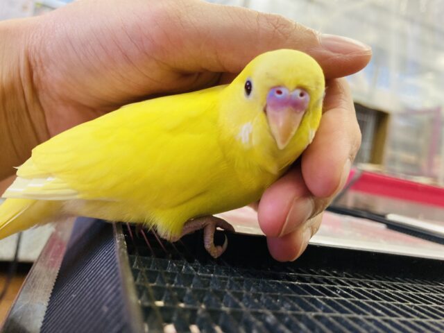 セキセイインコ