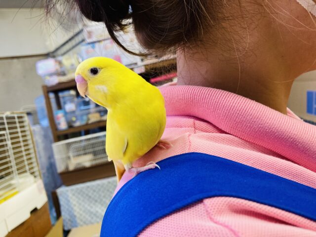 セキセイインコ