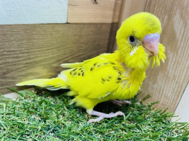 セキセイインコ