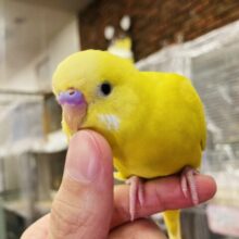 かわいいなんてレベルじゃない！❤︎тωт 手乗りセキセイインコ(ルチノー)さん🌟