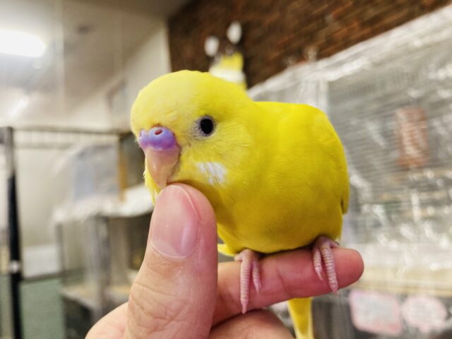 かわいいなんてレベルじゃない！❤︎тωт 手乗りセキセイインコ(ルチノー)さん🌟