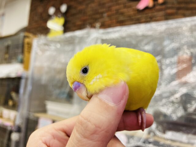 セキセイインコ