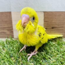 最新画像あります✨イエローフレンズで、はいっチーズ📸セキセイインコのハルクイン！！