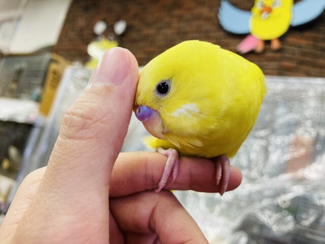 セキセイインコ