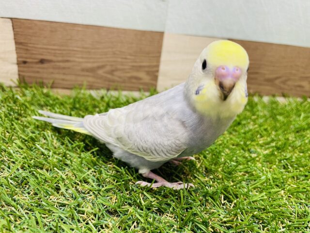 最新画像あります✨グレーの羽がおしゃれすぎますっ✨セキセイインコのイエローフェイスパステルグレーオパーリン！！