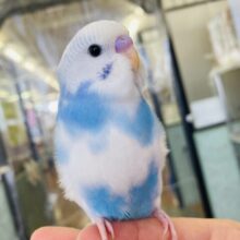 と~っても美形🩵💙かわいすぎインコちゃん🥰