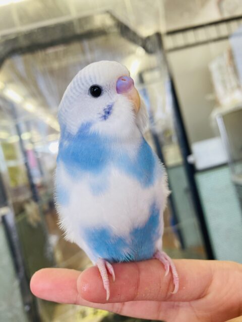 と~っても美形🩵💙かわいすぎインコちゃん🥰