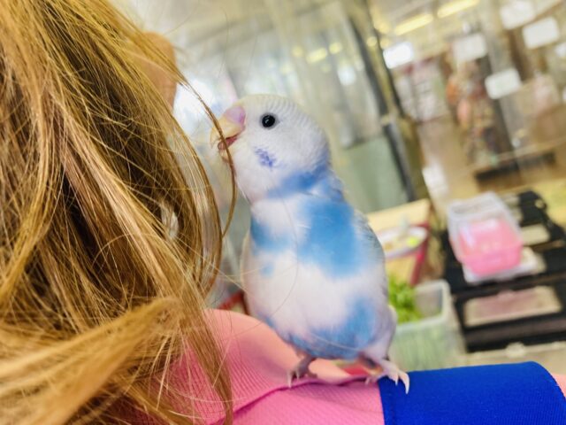 セキセイインコ