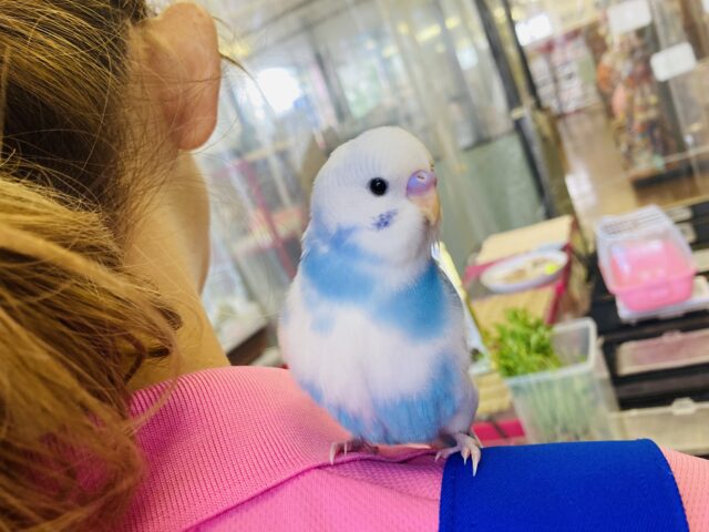 セキセイインコ