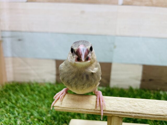 桜文鳥