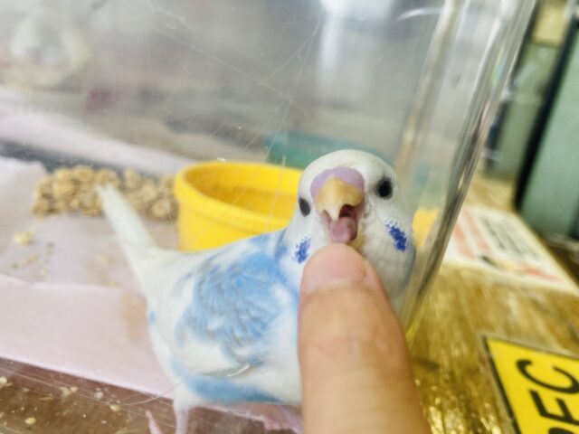 セキセイインコ