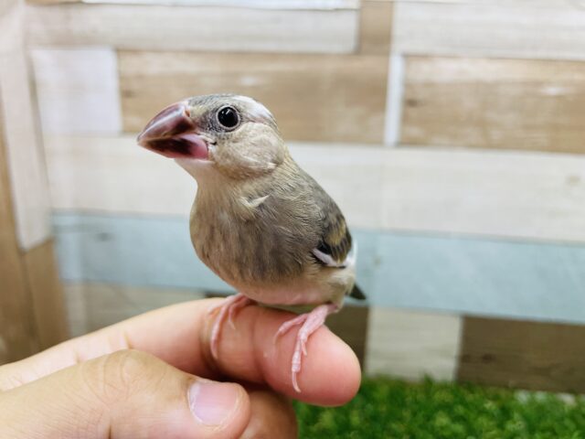 桜文鳥