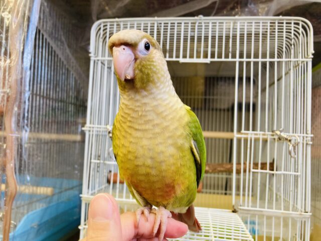 ホオミドリウロコインコ