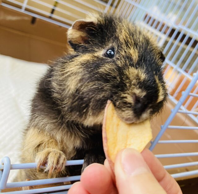 クアッカワラビ−じゃないよ❤︎*ˊᵕˋ 激かわ穏やか❤︎ テッセルモルモットさん､男のコ❤︎♂