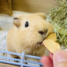 おっとり穏やか🫧お姫さま❤︎ ⁾⁾ロシアンモルモットさん､女のコ🌟♀