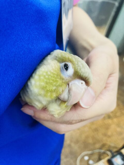 ホオミドリウロコインコ