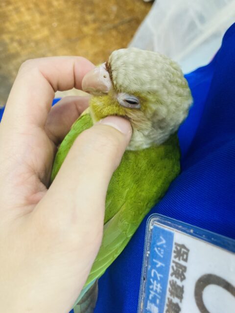 ホオミドリウロコインコ