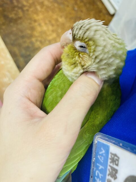 ホオミドリウロコインコ