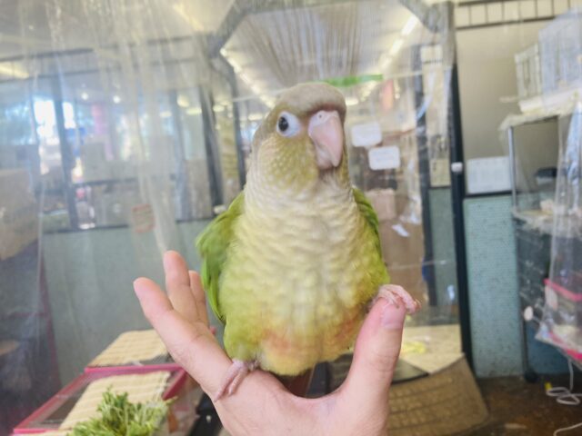 ホオミドリウロコインコ