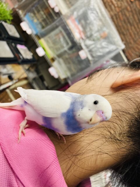 セキセイインコ