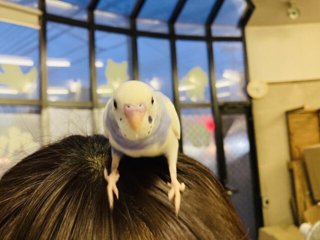 セキセイインコ